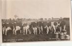 MELKEN VAN KOEIEN FRIESLAND, Verzenden, 1940 tot 1960, Gelopen, Friesland