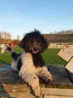 UNAI TEEF MEDIUM GOLDENDOODLE, Dieren en Toebehoren, Honden | Retrievers, Spaniëls en Waterhonden, Nederland, 15 weken tot 1 jaar