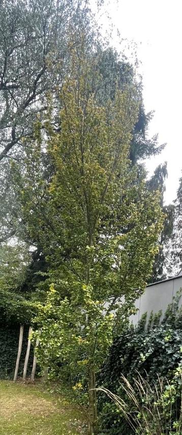 Goudiep 5,5m./6m. beschikbaar voor biedingen