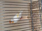 Distelvinken putters, Dieren en Toebehoren, Vogels | Overige Vogels, Meerdere dieren, Wildzangvogel