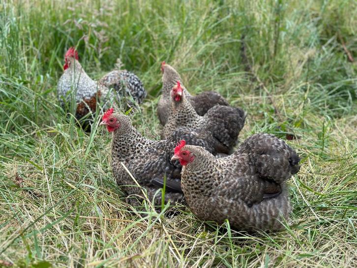 Jonge tamme Cochin kriel koekoek patrijs gesekst en ingeënt, Dieren en Toebehoren, Pluimvee, Kip, Vrouwelijk