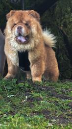 Choco fawn DEKREU (draagt tan points) 100% chow chow, Fokker | Hobbymatig, Rabiës (hondsdolheid), Reu, 1 tot 2 jaar