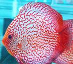 Discus Red snakeskin ca 8 cm - siner - Koidream Valburg, Dieren en Toebehoren, Vissen | Aquariumvissen, Vis, Zoetwatervis