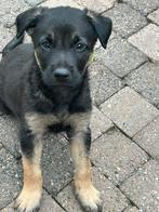 X herder pups mogen weg per 10-07-2025. WERKLIJN!, Dieren en Toebehoren, Honden | Herdershonden en Veedrijvers, CDV (hondenziekte)
