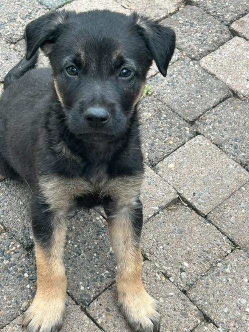 X herder pups mogen weg per 10-07-2025. WERKLIJN!, Dieren en Toebehoren, Honden | Herdershonden en Veedrijvers, Meerdere dieren