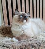 Raszuivere traditionele Ragdoll kittens met Stamboom, Dieren en Toebehoren, Meerdere dieren, Gechipt, 0 tot 2 jaar