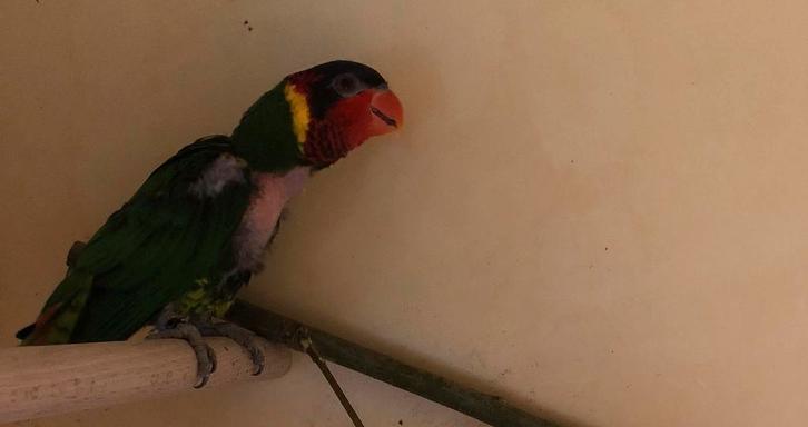 Ornaatlori 1-Trichoglossus ornatus 2018, Dieren en Toebehoren, Vogels | Parkieten en Papegaaien, Parkiet, Meerdere dieren