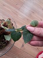ficus villosa in glazen pot, Ophalen of Verzenden, Ficus, Minder dan 100 cm