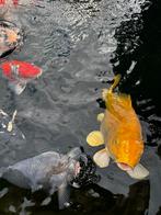 Te koop wegens verhuizing, Karper of Koi