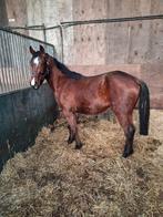 Luxe Dpony Ruin zonder papier, Dieren en Toebehoren, Pony's, Met stamboom, Ruin, Springpony, 3 tot 6 jaar