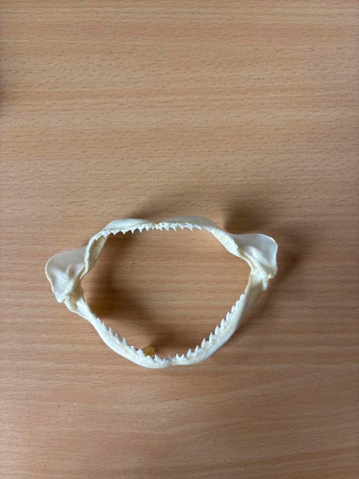 Haaienkaak - Uniek Decoratieobject, Verzamelen, Dierenverzamelingen, Gebruikt, Schedel, Overige soorten, Ophalen of Verzenden