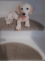 beelden, Verzamelen, Ophalen of Verzenden, Zo goed als nieuw, Dier