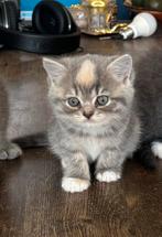Meisje Kitten te koop