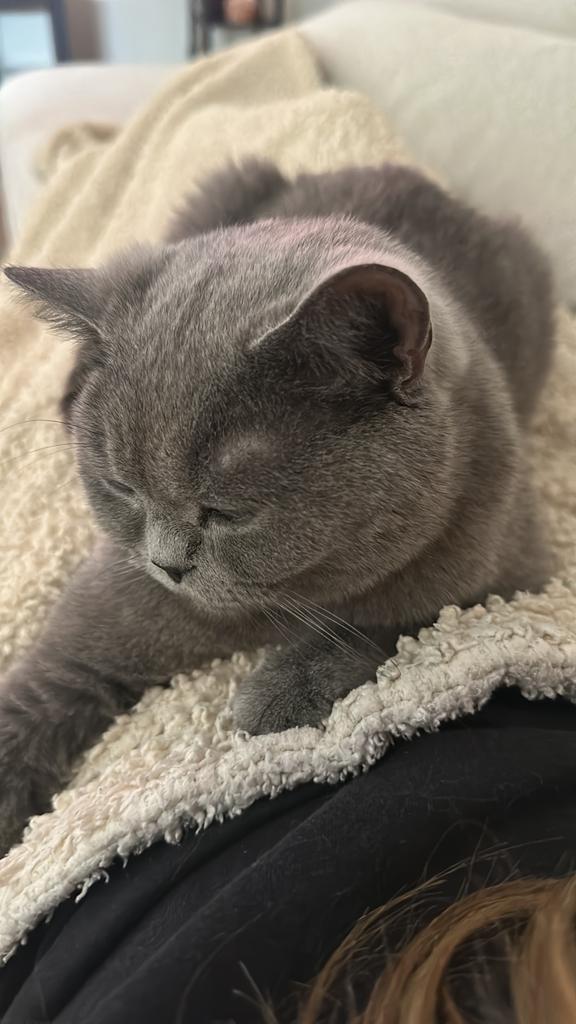 Britse korthaar poes, Dieren en Toebehoren, Katten en Kittens | Raskatten | Korthaar, Poes, 0 tot 2 jaar