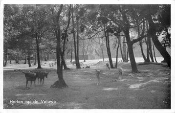 (381-282-005) Herten op de veluwe beschikbaar voor biedingen