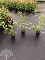 Photinia fraseri 'Red Robin' Glansmispel Haag Lei-Boom, Overige soorten, Vaste plant, Ophalen of Verzenden, Halfschaduw
