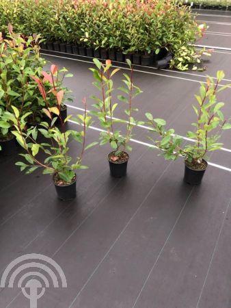Photinia fraseri 'Red Robin' Glansmispel Haag Lei-Boom, Tuin en Terras, Planten | Tuinplanten, Vaste plant, Overige soorten, Halfschaduw