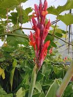 canna planten, Ophalen of Verzenden, Voorjaar, Volle zon, Knol