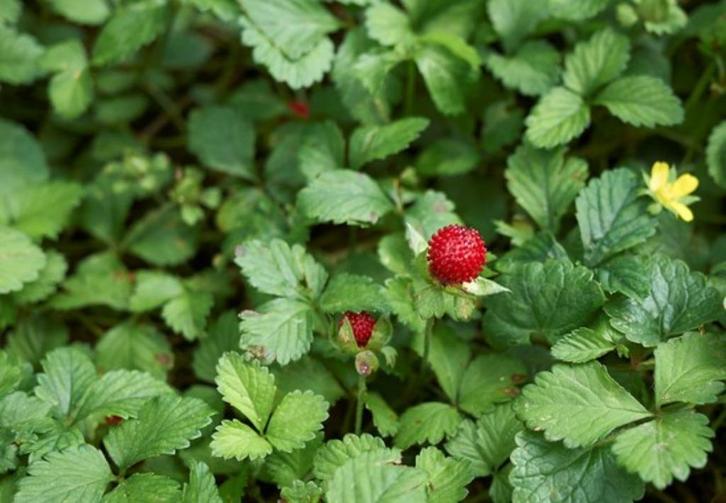 wilde aardbei   schijnaardbei  Duchesnea indica, Tuin en Terras, Planten | Tuinplanten, Eenjarig, Overige soorten, Halfschaduw