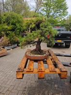- pinus bonsai, Tuin en Terras, Planten | Bomen, Bloeit niet, Leiboom, Ophalen of Verzenden, 100 tot 250 cm