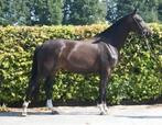 Super lieve 4 jarige allrounder merrie, Dieren en Toebehoren, Paarden, Merrie, Met stamboom, Dressuurpaard, 3 tot 6 jaar