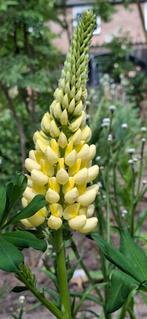 Lupine Chandelier - Gele Torenplant, Tuin en Terras, Tuinvazen, Ophalen of Verzenden, Nieuw