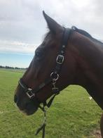 Bijrijder gezocht, Ophalen of Verzenden, Zo goed als nieuw, Overige soorten