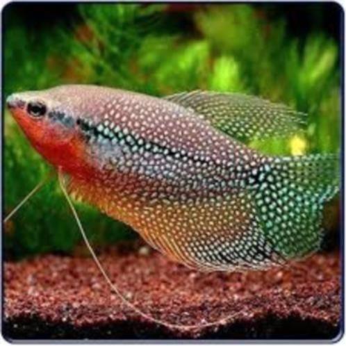 Diamantgoerami, Leeri, Cosbi , Blauwespat - mix bij Koidream, Dieren en Toebehoren, Vissen | Aquariumvissen, Zoetwatervis, Vis