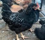 Barnevelder dubbel gezoomd - zilver/grijs - haan, Dieren en Toebehoren, Pluimvee, Mannelijk, Kip