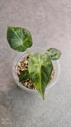 Alocasia Regal Shield Aurea /Gold Variegata, Ophalen of Verzenden, Overige soorten, Minder dan 100 cm