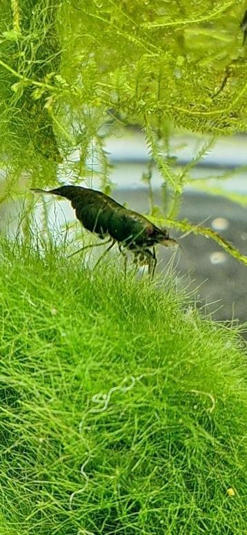 Green jade neocaridina  beschikbaar voor biedingen