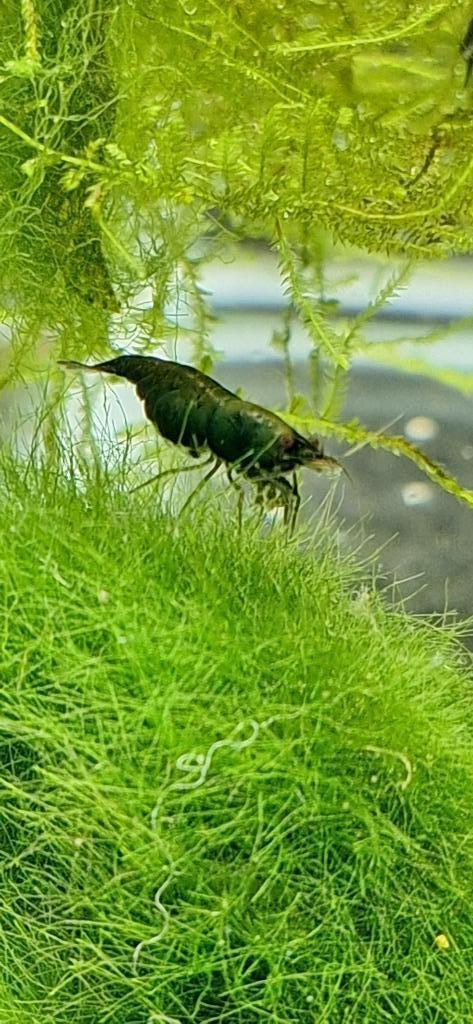 Green jade neocaridina, Dieren en Toebehoren, Vissen | Aquariumvissen, Zoetwatervis, Kreeft, Krab of Garnaal, Schoolvis