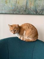 Poes Pip gratis op te halen, Dieren en Toebehoren, Katten en Kittens | Raskatten | Korthaar, Poes, Gechipt, 3 tot 5 jaar