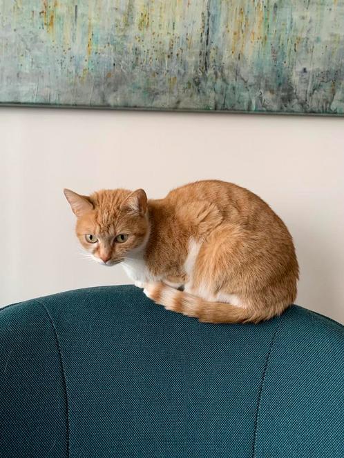 Poes Pip gratis op te halen, Dieren en Toebehoren, Katten en Kittens | Raskatten | Korthaar, Poes, 3 tot 5 jaar, Gechipt, Ontwormd