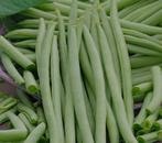 Zaden stokslabonen biologisch, Ophalen of Verzenden