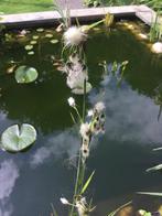 Diverse vijverplanten ., Gebruikt, Ophalen of Verzenden