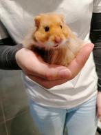 Syrische hamsters en Russische hamsters super lief en tam., Dieren en Toebehoren, Knaagdieren, Meerdere dieren, Hamster, Tam