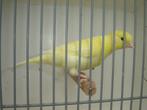 Man..kanarie '', Dieren en Toebehoren, Vogels | Kanaries, Mannelijk