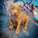 American bully XL, Dieren en Toebehoren, Overige rassen, CDV (hondenziekte), 8 tot 15 weken, Meerdere