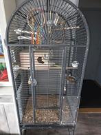 Te koop vrouwtje en mannetje, Dieren en Toebehoren, Meerdere dieren, Parkiet