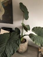 Plant zonder overpot, Ophalen, Halfschaduw, 150 tot 200 cm