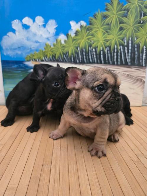 French Bulldog Puppies, Dieren en Toebehoren, Honden | Bulldogs, Pinschers en Molossers, Meerdere dieren, Bulldog, Particulier
