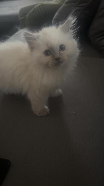Ragdoll kittens beschikbaar voor biedingen