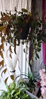 Lipstickplant (Aeschynanthus), Huis en Inrichting, Ophalen, Overige soorten, Halfschaduw, In pot