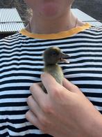 Jonge indische loopeenden, Dieren en Toebehoren, Meerdere dieren, Eend