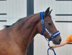 De meest lieve New Forest pony die er is, Dieren en Toebehoren, Pony's, Merrie, Recreatiepony
