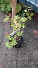 Biologische witte kruisbes uit eigen moestuin, Ophalen of Verzenden, Minder dan 100 cm, Overige soorten, Zomer