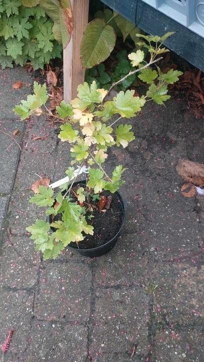 Biologische witte kruisbes uit eigen moestuin, Tuin en Terras, Planten | Fruitbomen, Overige soorten, Minder dan 100 cm, Zomer