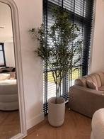 Hoge Olijfboom kunststof in pot japandi, Ophalen, Zo goed als nieuw