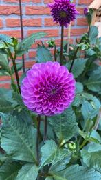 Dahlia knol ‘Pompon paars’, Ophalen of Verzenden, Volle zon, Knol